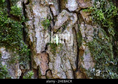A small green grasshopper sits on the bark of an old large tree covered with moss Stock Photo