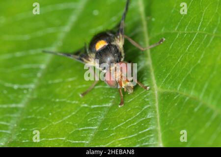 Rhagoletis cerasi is a species of tephritid fruit fly known by the common name cherry fruit fly. It is a major pest of cherry crops in Europe. Stock Photo