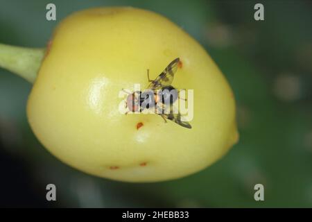 Rhagoletis cerasi is a species of tephritid fruit fly known by the common name cherry fruit fly. It is a major pest of cherry crops in Europe. Stock Photo