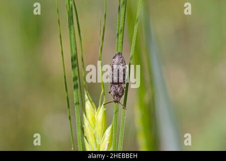 Agrypnus murinus is a click beetle a species of beetle from the family of Elateridae. It is commonly known as the lined click beetle. Stock Photo