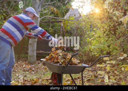 Autumn raking leaves in the garden. Cleaning in the backyard. Stock Photo