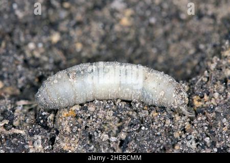 Larva on soilof Crane fly is a common name referring to any member of the insect family Tipulidae. It is significant pest in soil of many crops. Stock Photo