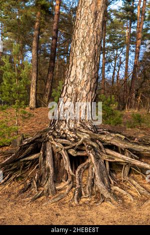 roots of a pine tree on Fliegenberg hill in the Wahner Heath, Troisdorf, North Rhine-Westphalia, Germany.  Wurzeln einer Kiefer am Fliegenberg in der Stock Photo