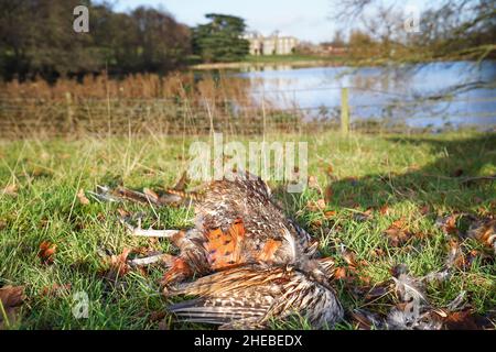 Close up of dead pheasant bird remains (Phasianus colchicus) freshly killed and isolated on the ground in a winter countryside setting. Stock Photo