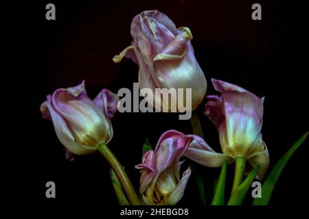 close up of a Wilted red Tulip on a stem Stock Photo