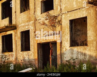 A young rowan tree has grown in the wall above the entrance to an abandoned house. Stock Photo
