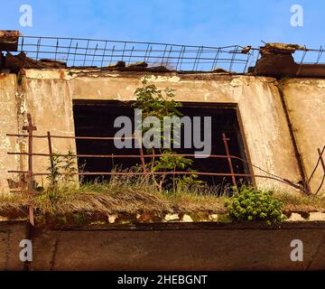 The nature of life continues even in an abandoned house