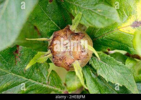 Mespilus germanica. Medlar 'Nottingham' fruit Stock Photo