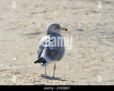 Closeup sub adult Seagull  walking on beach Stock Photo