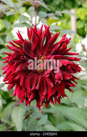 Dahlia 'Black Jack', large deep red semi cactus dahlia in September garden. UK Stock Photo