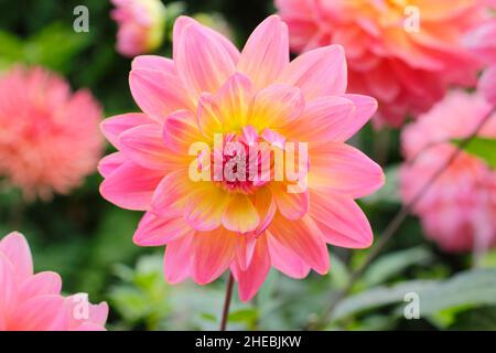 Dahlia 'Ken’s Rarity', a waterlily type dahlia with bicoloured pink and yellow petals.UK Stock Photo