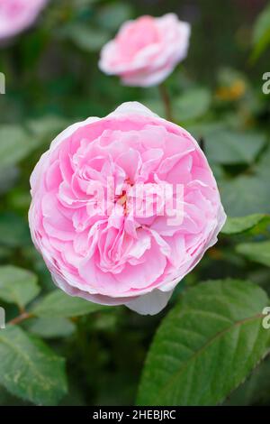 Rosa 'Olivia Rose Auston', English shrub rose, bred by David Austin, flowering in a late summer border.UK Stock Photo