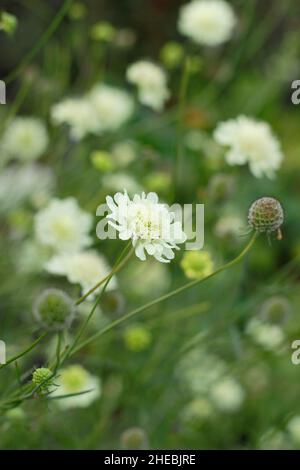 Scabiosa columbaria subsp. ochroleuca. Dainty flowers of pale yellow scabiosa. UK Stock Photo