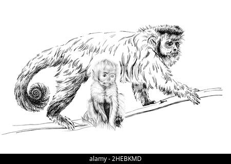 Monkey sketch hi-res stock photography and images - Alamy