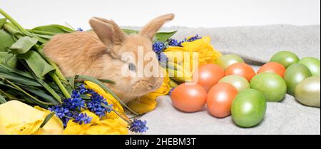 Long horizontal banner with Easter bunny, eggs and flowers to congratulate on the spring easter holiday. Stock Photo