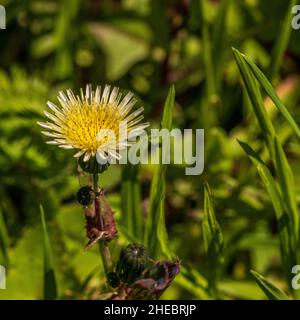 Sonchus oleraceus, Smooth Sow thistle Flower Stock Photo