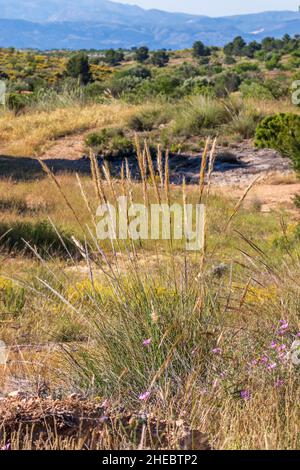 Macrochloa tenacissima, Esparto Grass Growing on the Mountainside Stock Photo