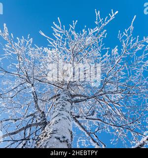 Frozen birch tree branches and blue skies, Kuusamo, Finland Stock Photo