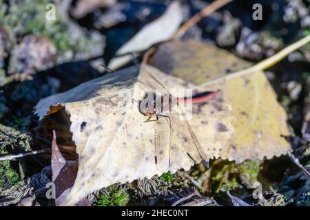 A dragonfly on a fallen autumn yellow poplar leaf. Stock Photo