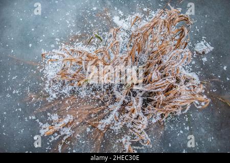 Plants partially frozen in ice top down view, Snow-covered reeds trapped under ice on frozen lake surface, Amazing pattern on ice on water Stock Photo