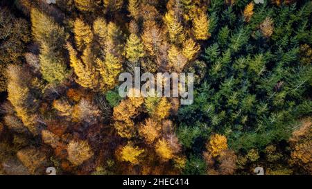 Golden autumn trees from the sky  Stock Photo