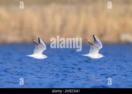 A pair of black headed gulls in flight, sunny day in winter, blue reflection of sky in water, Vienna (Austria) Stock Photo