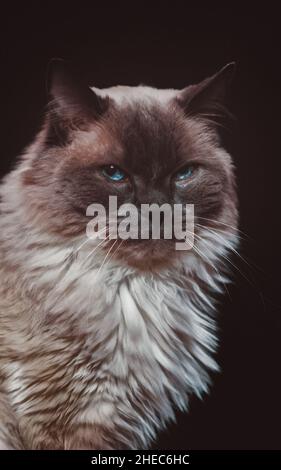 Ragdoll cat with a black background Stock Photo