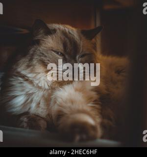 A cat thinking about his existence Stock Photo