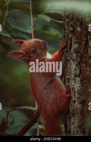 Eurasian red squirrel (Sciurus vulgaris) is climbing the tree - close up Stock Photo