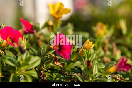 Beautiful green plant close up ,green Leaves close up in Ubud Forest Stock Photo