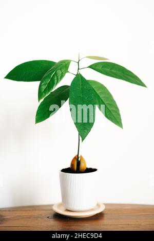 a young avocado plant in a white pot on a wooden table against a white wall. High quality photo Stock Photo