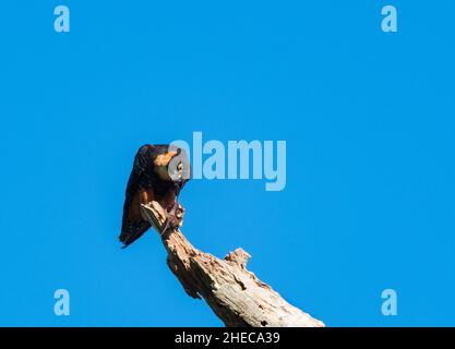 A Bat Falcon, Falco rufigularis, with it's prey of a bat in it's beak while perching on a snag isolated against the blue sky. Stock Photo