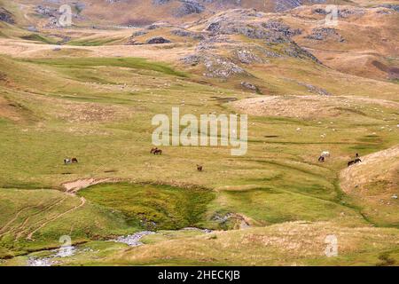 France, Pyrenees Atlantiques, Bearn, Laruns, the valley of Ossau to the Col du Pourtalet, Herds of sheep and horses in pasture Stock Photo