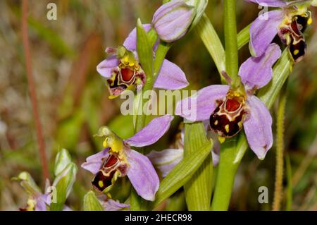 Bee Orchid,Orphy apifera,wide spread in UK on calcareous soil,flowering June and July,  Wiltshire, England,Britain. Stock Photo