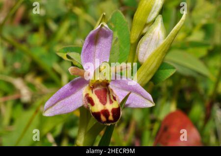 Bee Orchid,Orphy apifera,wide spread in UK on calcareous soil,flowering June and July,  Wiltshire, England,Britain. Stock Photo