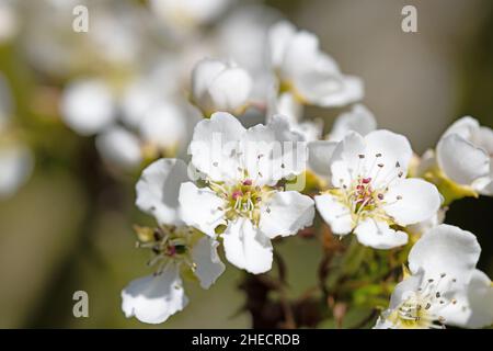 Bloosoms of the Nashi pear, Pyrus pyrifolia, in a close-up Stock Photo