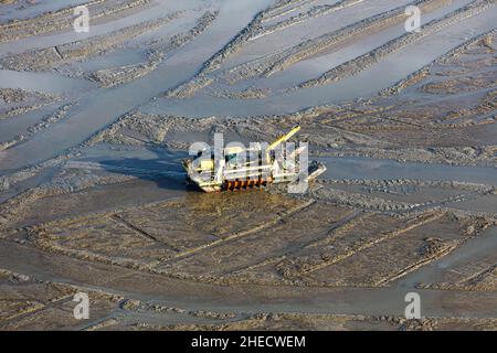 France, Vendee, L'Aiguillon sur Mer, Baie de l'Aiguillon, hydraulic shovel mounted on two endless screw floats removing wild oyster beds with the aim of restoring the mudflat habitat in the bay (aerial view)