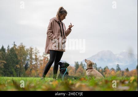 Female dog trainer giving the eye contact command to her two dogs as they train outside in green meadow. Stock Photo