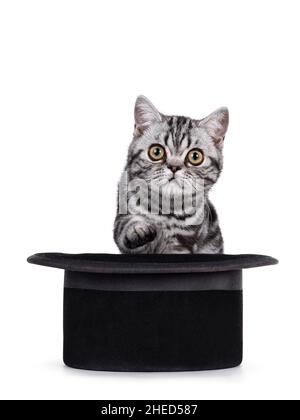 Cute little black silver blotched tabby cat, sitting behind magician black hat. Looking curious towards lens. One paw in air. Isolated on a white back Stock Photo