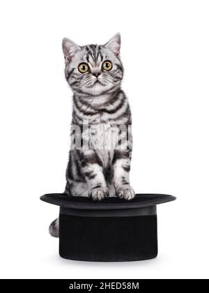 Cute little black silver blotched tabby cat, standing behind and with front paws on magician black hat. Looking curious beside lens. Isolated on a whi Stock Photo
