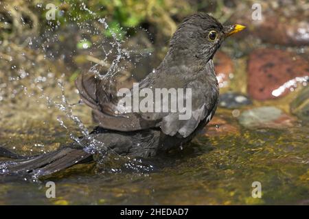 Common blackbird Turdus merula female bathing in garden pond Ringwood Hampshire England Stock Photo