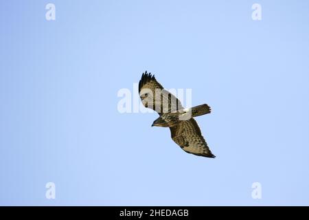 Common buzzard Buteo buteo in flight at Gigrin Farm Red Kite feeding station Rhayader Powys Mid Wales Stock Photo