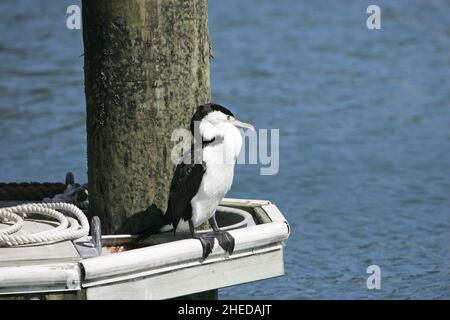 Australian pied cormorant Phalacrocorax varius on harbour jetty New Zealand Stock Photo
