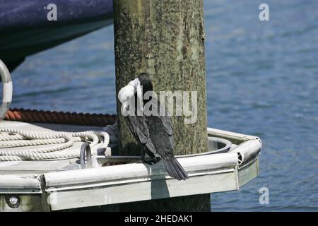 Australian pied cormorant Phalacrocorax varius preening on harbour jetty New Zealand Stock Photo