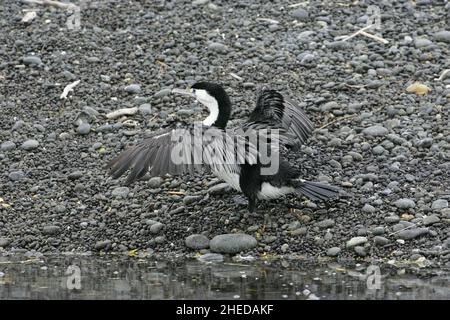 Australian pied cormorant Phalacrocorax varius drying wings on Kaikoura Beach New Zealand Stock Photo