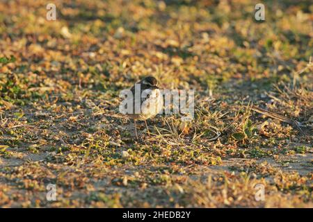 Bluethroat Luscinia svecica cyanecula winter female in rough grassland, Algarve, Portugal Stock Photo