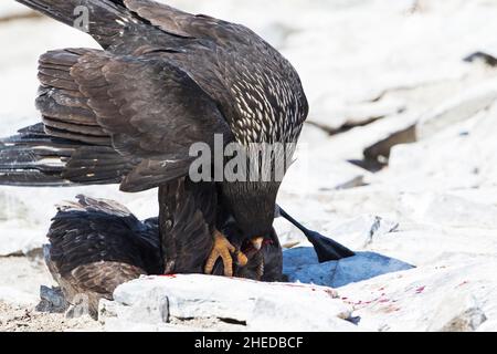 Striated caracara Phalcoboenus australis killing a Falkland Skua Catharacta antarctica on a beach Sea Lion Island Falkland Islands November 2015 Stock Photo