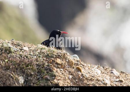 Red-billed chough Pyrrhocorax pyrrhocorax on sea cliffs South Stack Cliffs RSPB Reserve Holyhead Anglesey Wales UK April 2016 Stock Photo
