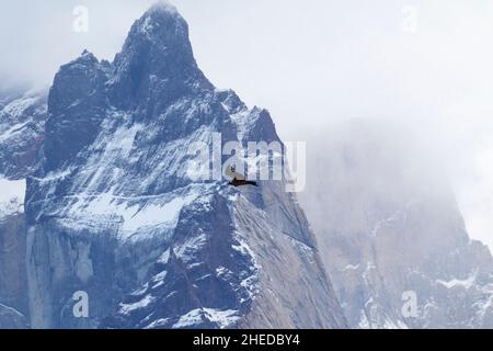 Andean condor Vultur gryphus juvenile flying across snow covered mountains of the Blue Massif, Torres del Paine National Park, Chile, South America Stock Photo