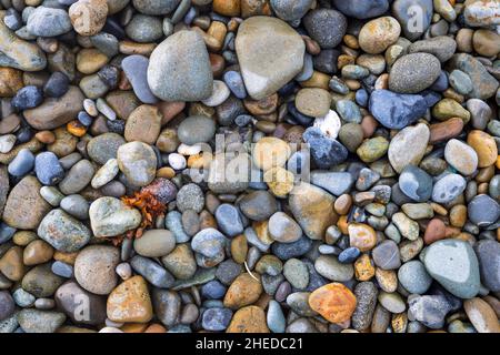 Beach pebbles and seaweed on Newgale Sands, Pembrokeshire Coast National Park, South Wales Stock Photo